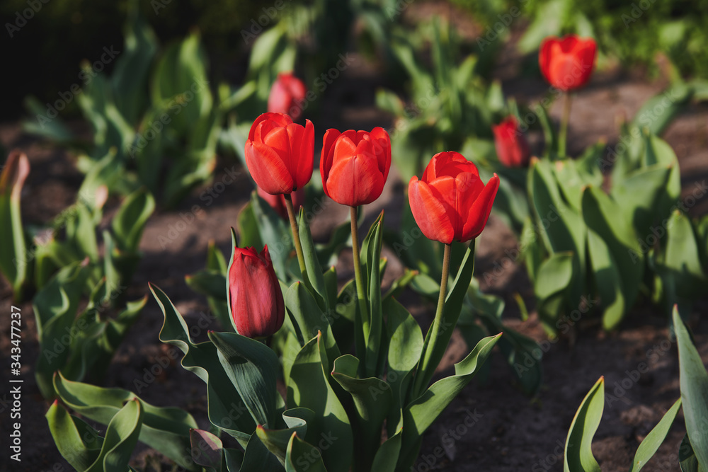 Beautiful red tulips in the garden on sunny day. Blooming flowers. Floral photo. Beautiful red tulips in the garden on sunny day. Blooming flowers. Floral photo.