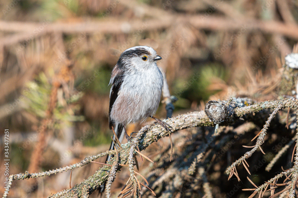 Naklejka premium Schwanzmeise