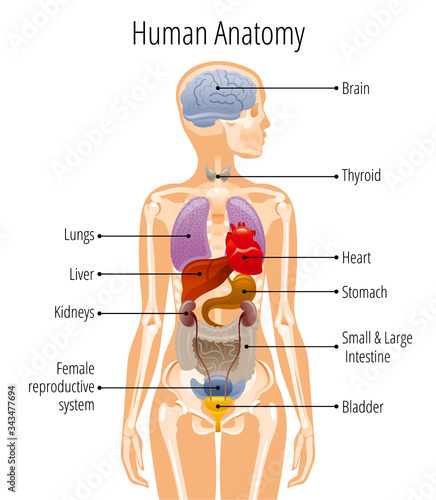 Human body anatomy, vector woman internal organ poster. Medical infographic illustration. Liver, stomach, heart, brain, female reproductive system, bladder, kidney, thyroid. Isolated white background