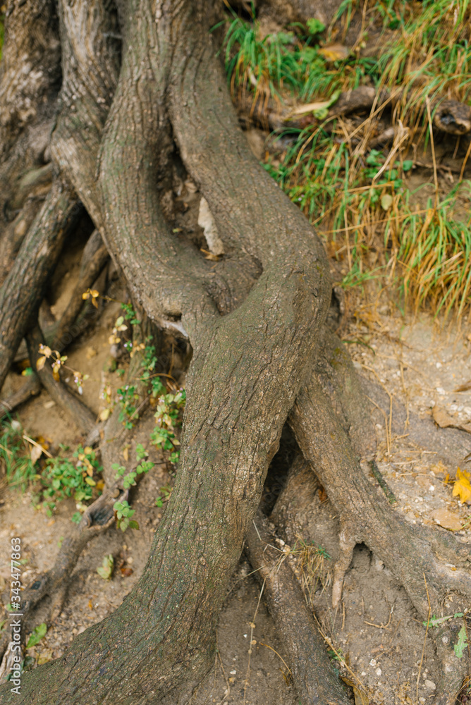 Old climbing tree roots Old climbing tree roots