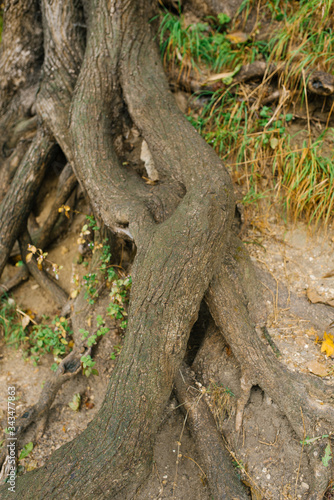 Old climbing tree roots