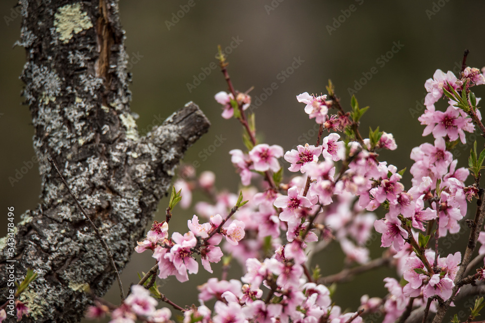 Fruit tree pink blossom with lichen covered trunk in the background Fruit tree pink blossom with lichen covered trunk in the background