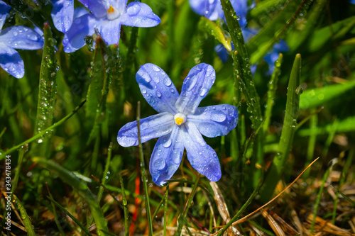 Closeup of blooming blue scilla luciliae flowers with raindrops in sunny day. First spring bulbous plants. Selective focus with bokeh effect.