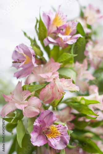 Bouquet of pink alstroemeria flowers. Delicate pink lily flowers. Blurred floral background. Lily of the Incas