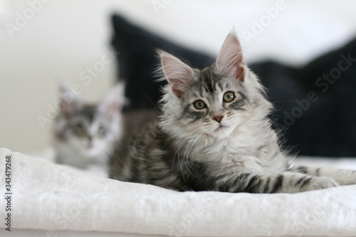Fototapeta Naklejka Na Ścianę i Meble -  maine coon kittens
