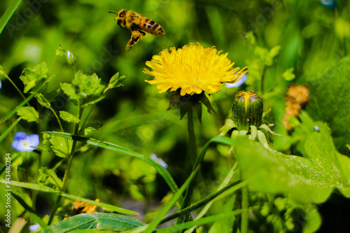 bee on a flower