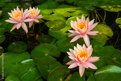 Tableau sur toile pink lotus flowers or nenuphar in a pond