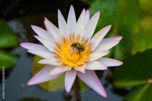 large white and yellow waterlily flower with a big beetle inside, stained with pollen