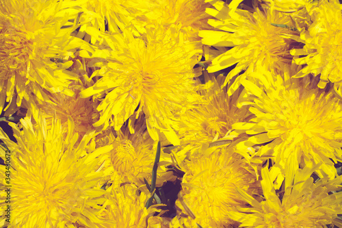 yellow dandelions background