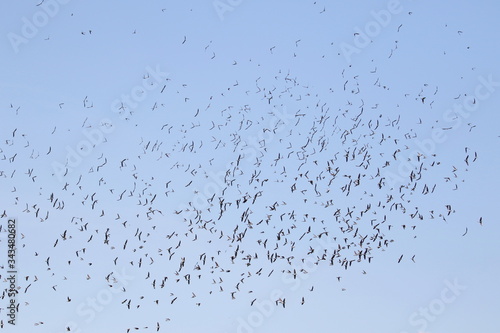 Colony of swallows in flight, Sand Martin breeding, flock of birds, riparia riparia 