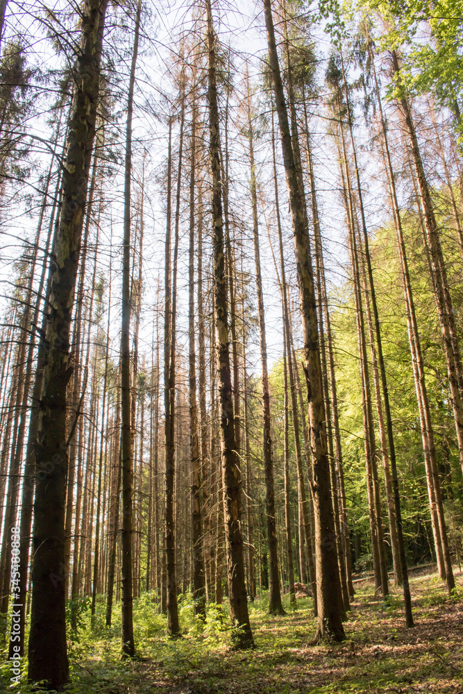 Fototapeta premium Waldsterben von Tannen im Hotzenwald