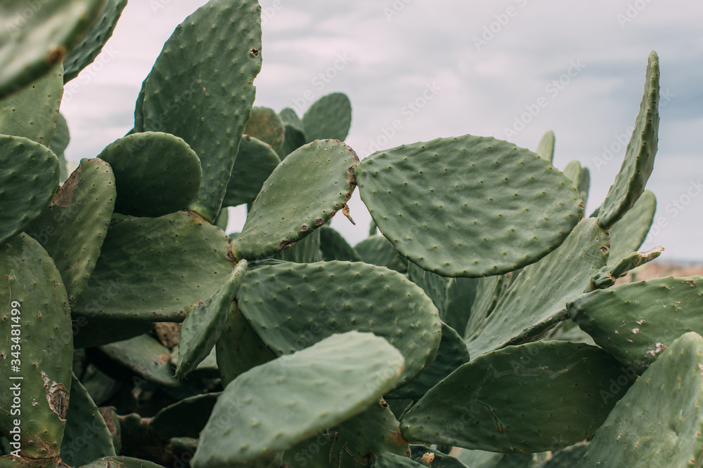 selective focus of green cactus with spikes on leaves against sky selective focus of green cactus with spikes on leaves against sky