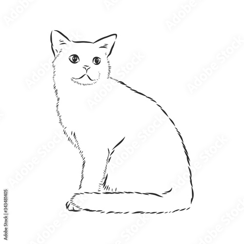 domestic cat, realistic vector sketch illustration, the sign of the cat