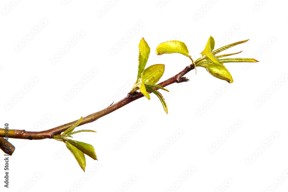 pear tree branch with small green leaves. on white background