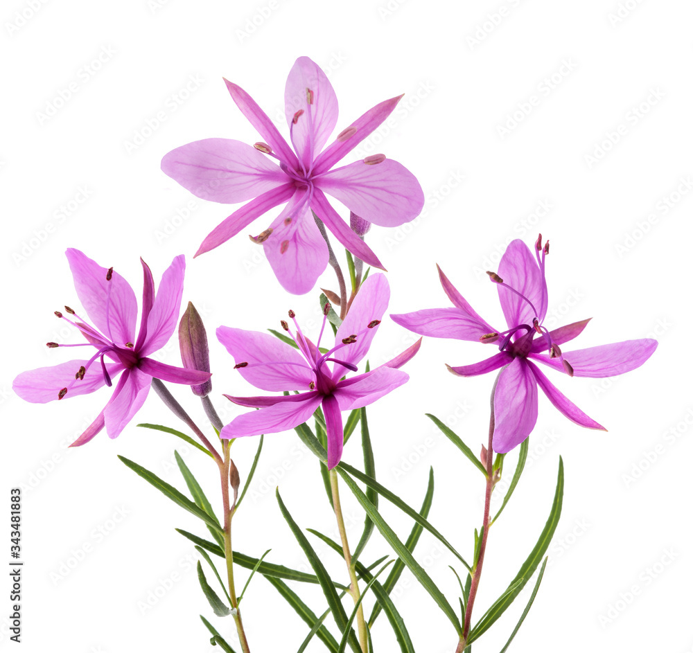 Pink Alpine willowherb Pink Alpine willowherb