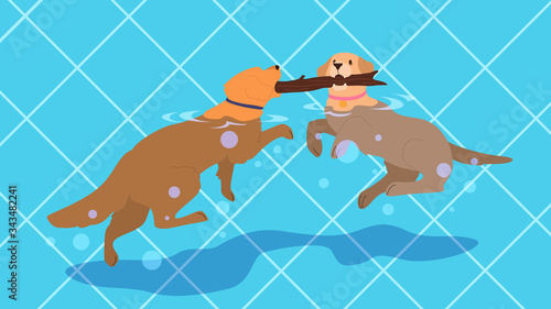 Cute funny purebred dog in the pool. Animal in swimming pool