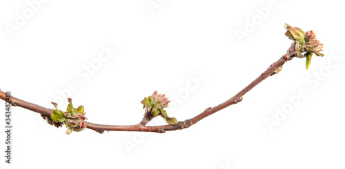 flowering branch of apple tree with flowers and leaves. on white background