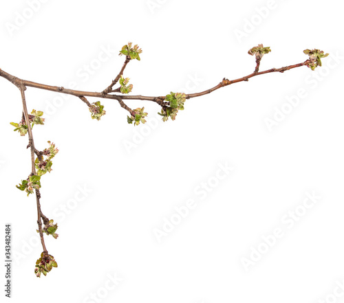 flowering branch of apple tree with flowers and leaves. on white background