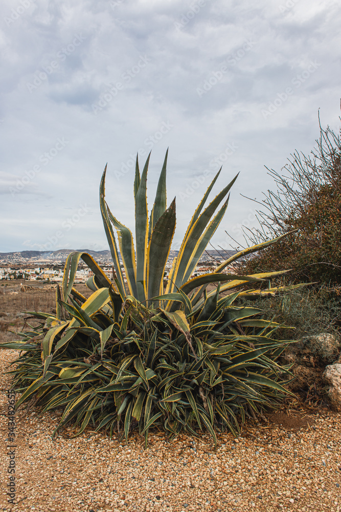 aloe plants with green and fresh leaves against sky aloe plants with green and fresh leaves against sky
