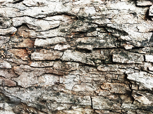 Closeup Old Wooden Pattern Texture