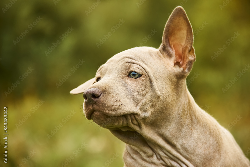 Puppy of Thai Ridgeback Dog on a green summer, background close-up portrait