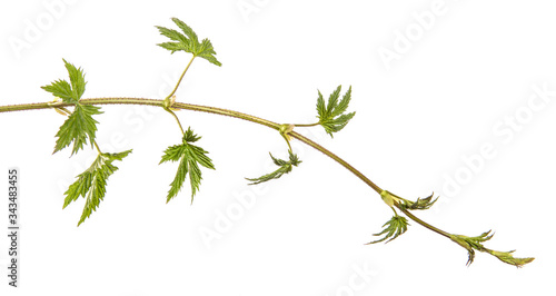 green sprout of hops. on white background