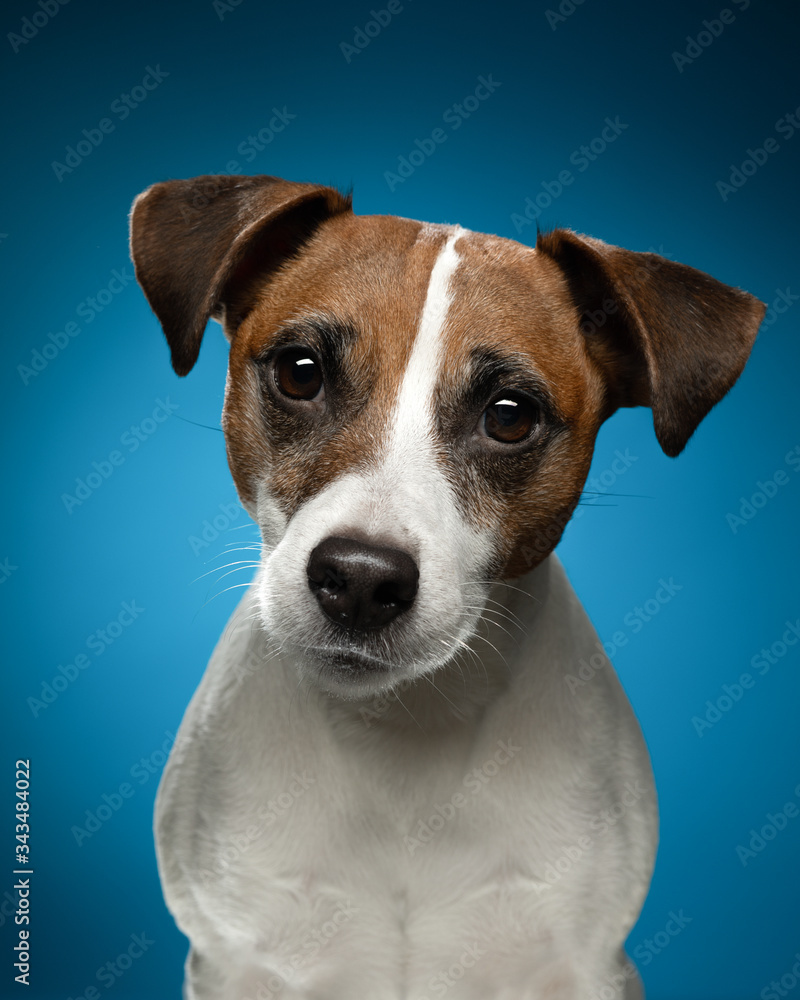 A brown and white dog looking at the camera A brown and white dog looking at the camera