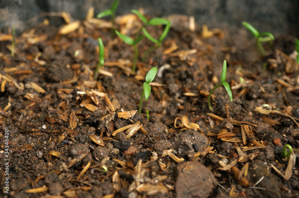 Cayenne pepper sprouts and in polybag. Selective focus. Cayenne pepper sprouts and in polybag. Selective focus.