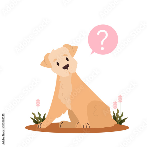 Cute dog with question mark. Russo european laika with confusion