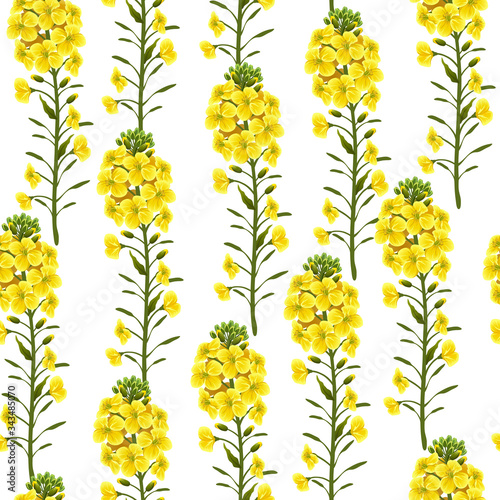 Pattern rape flowers, canola. Brassica napus. Seamless vector background.