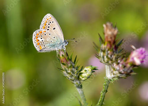 Wallpaper Mural Macrophotographie de papillon - Argus bleu céleste - Polyommatus bellargus Torontodigital.ca