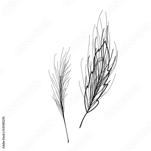 
Decorative feather drawn by hand. Feathers for decoration. Accessories for decor and design, retro accessory. Ostrich feather. Vector illustration in doodle style. Isolate on a white background.