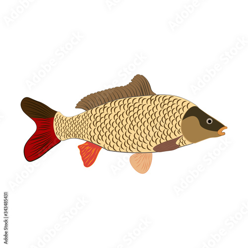 Carp fish nature healthy food vector illustration