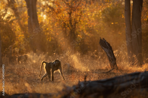 Majestic chackma baboon in amazing light. Wild monkeys in the nature habitat. Beautiful and also dangereous animal. African wildlife. Papio ursinus.