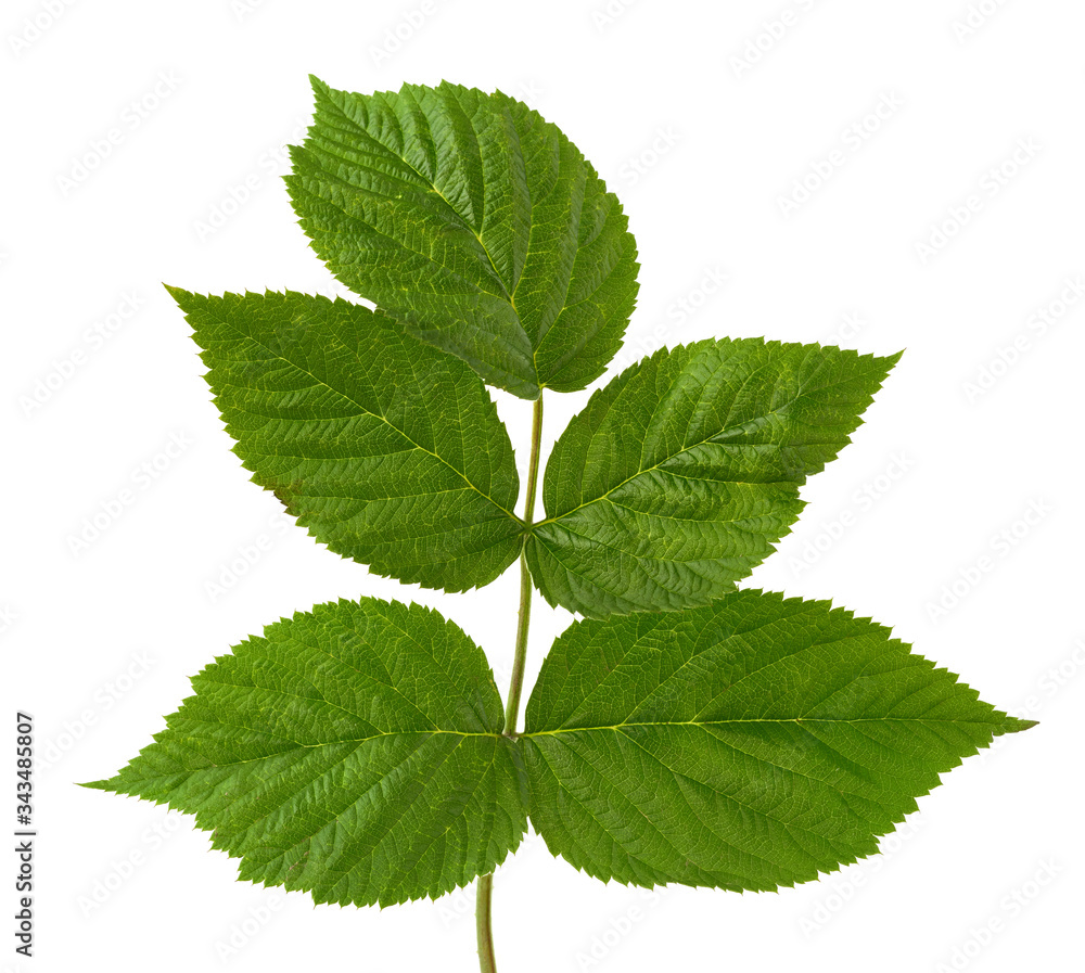 raspberry branch with green leaves isolated on white background raspberry branch with green leaves isolated on white background