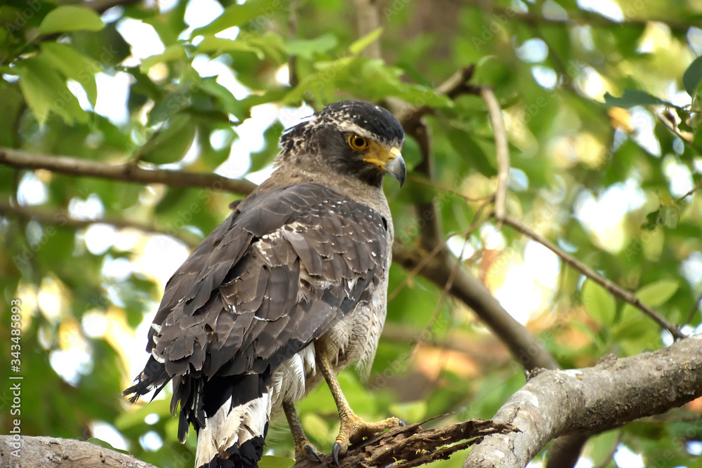wildlife in Jim corbett tiger reserve forest wildlife in Jim corbett tiger reserve forest