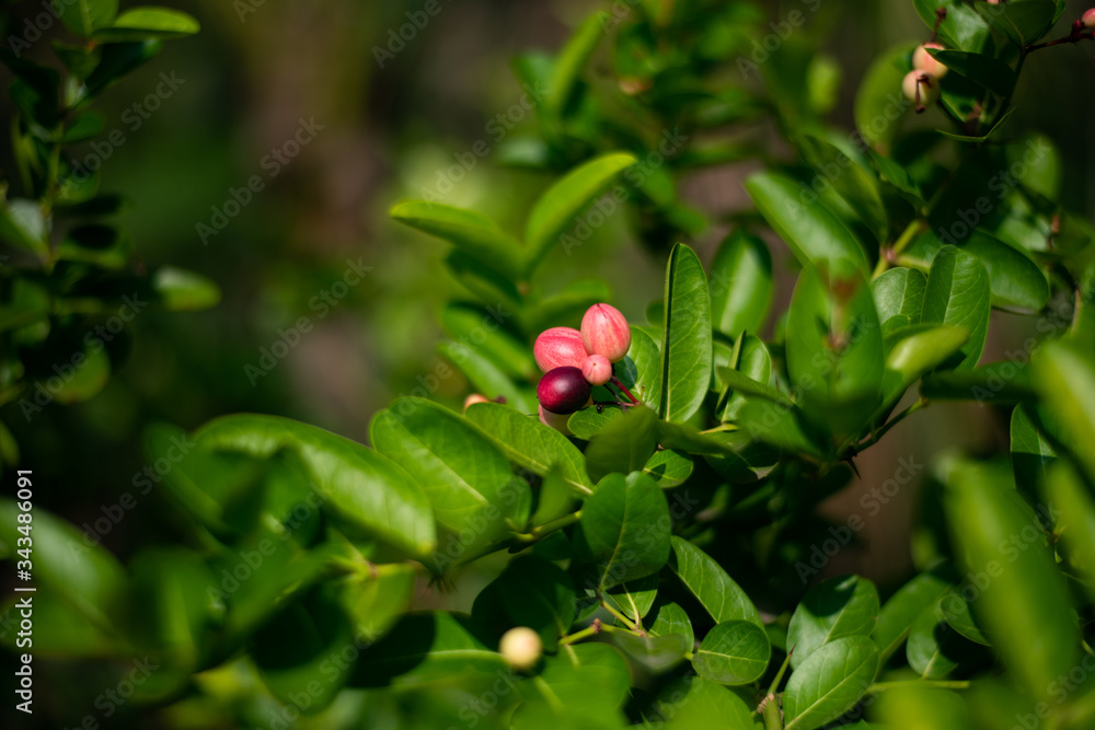 Bengal-Currants fruits on trees. Bengal-Currants fruits on trees.