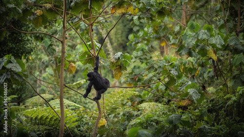 Wild mountain gorilla in the nature habitat. Very rare and endangered animal close up. African wildlife.Big and charismatic creature. Mountain gorillas. Gorilla beringei beringei. photo
