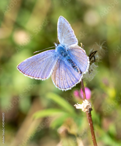 Macrophotographie de papillon - Argus bleu céleste - Polyommatus bellargus