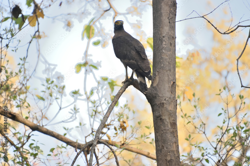 wildlife in Jim corbett tiger reserve forest wildlife in Jim corbett tiger reserve forest