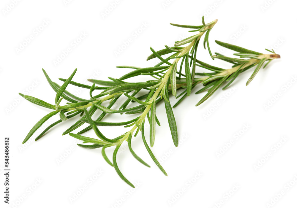 Branch of rosemary on white background. 