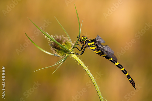 Big golden ringed dragonfly  cordulegaster boltonii  sitting on green plant with spikes in summer at sunset. Insect from side view in nature. Wildlife scenery.