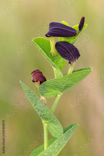 Macrophotographie de fleur sauvage - Aristoloche à feuilles rondes - Aristolochia rotunda photo