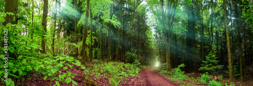 Panoramic forest landscape shot  with a path and rays of soft light falling through wafts of mist  framed by lush green foliage 