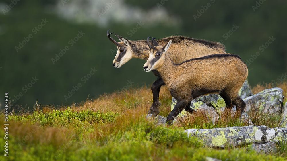 Vital tatra chamois, rupicapra rupicapra tatrica, walking on rocky slope in high altitude in summer nature. Two active mammals with horns going in mountains with copy space and blurred background. Vital tatra chamois, rupicapra rupicapra tatrica, walking on rocky slope in high altitude in summer nature. Two active mammals with horns going in mountains with copy space and blurred background.