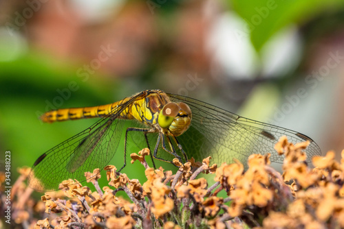 Close-up of a common darter  dragonfly sitting on a butterfly bush which has finished flowering