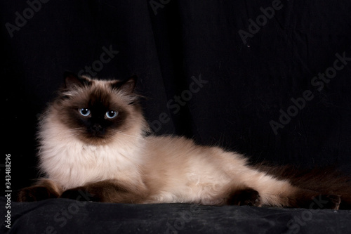 long-haired cat of the Neva masquerade breed