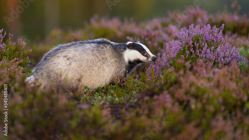 Curious european badger, meles meles, looking aside from profile view on blooming heathland in summer. Adorable mammal with little black eyes animal sniffing in moorland from profile.