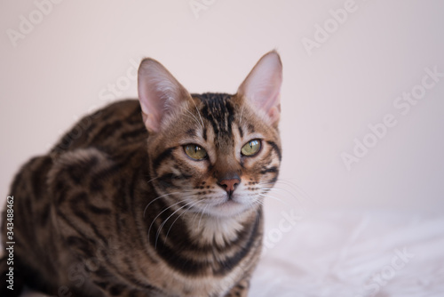 Portrait of a Bengal cat with yellow eyes. The animal carefully looks at the lens.