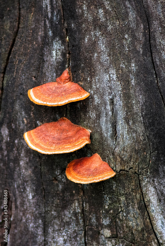 Cogumelos e fungos. photo